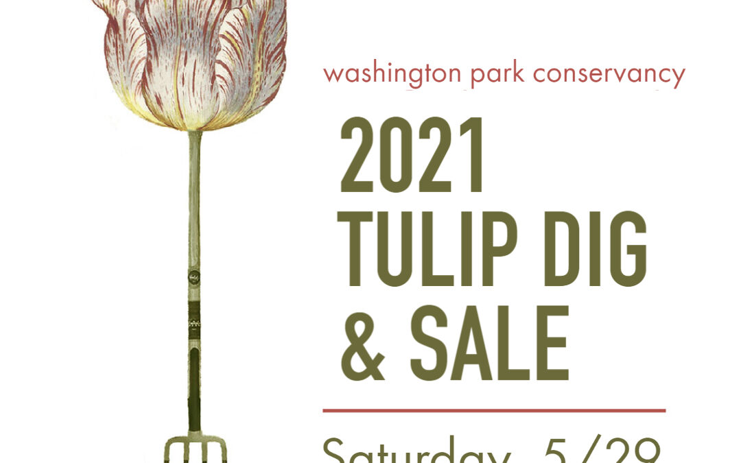 Tulip Dig & Sale