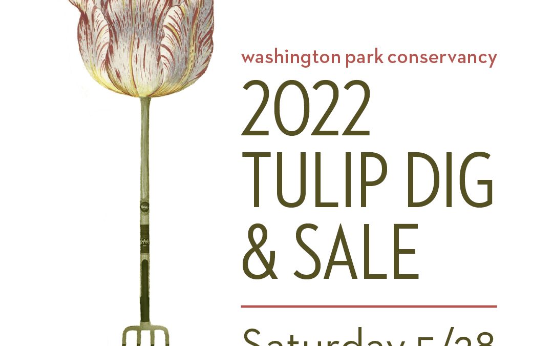 Tulip Dig & Sale