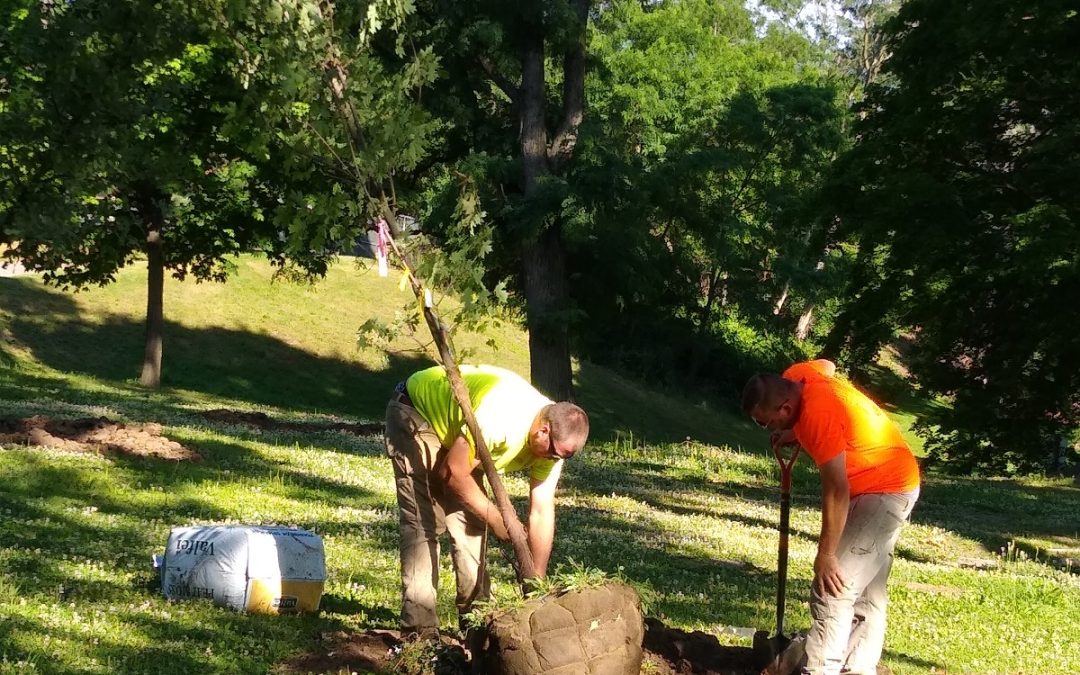 New Trees Planted in Washington Park